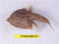 藏品(環紋蝙蝠棘茄魚)的圖片